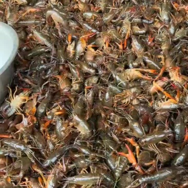 优质龙虾苗，
