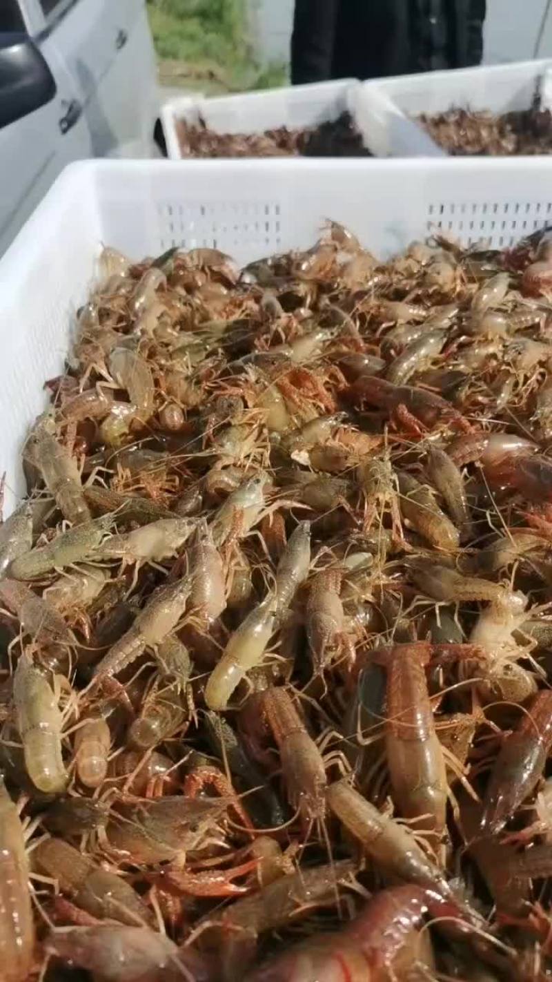 优质龙虾苗，