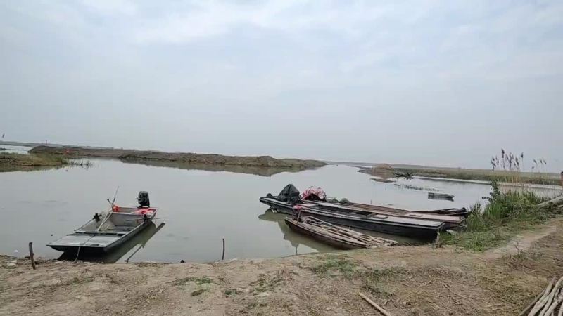 优质龙虾苗，