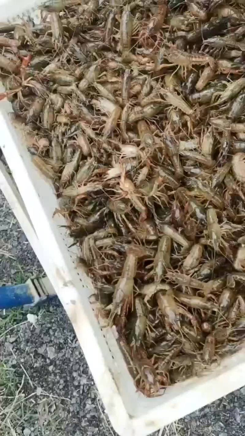 优质龙虾苗，
