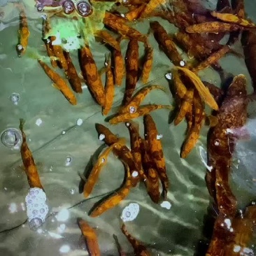 小规格斑鳜