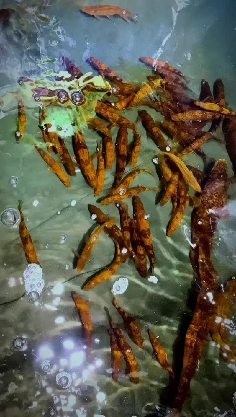 小规格斑鳜