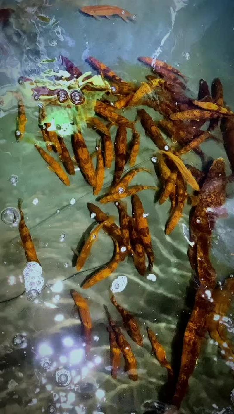 小规格斑鳜