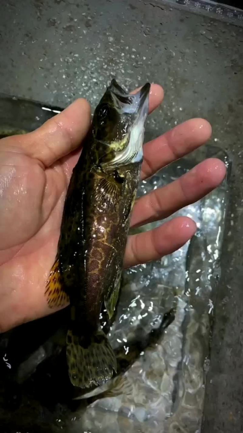 小规格斑鳜