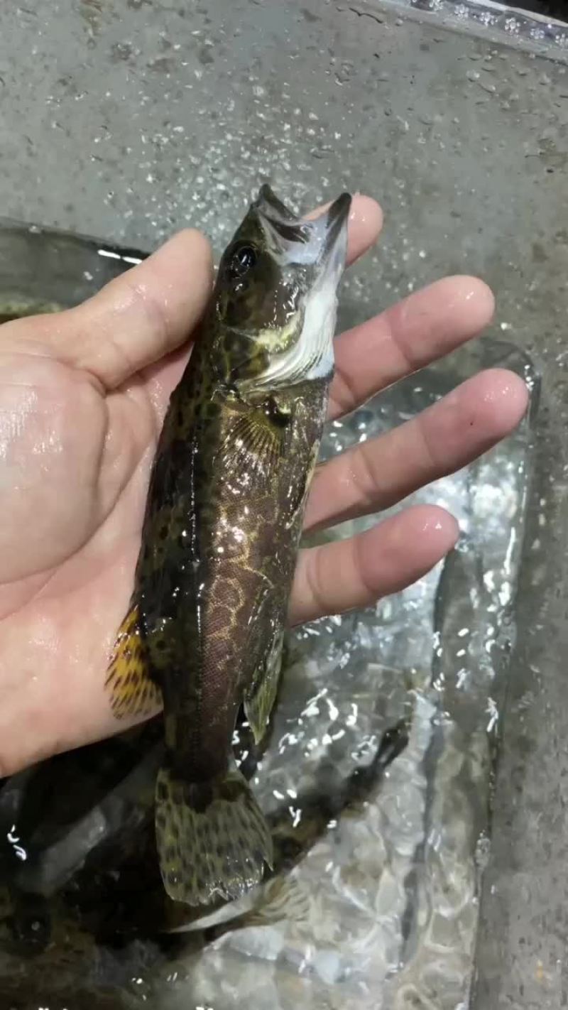 小规格斑鳜