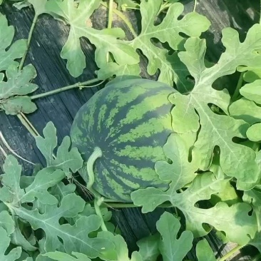 盖县锦王二等货，1.5大量有货，