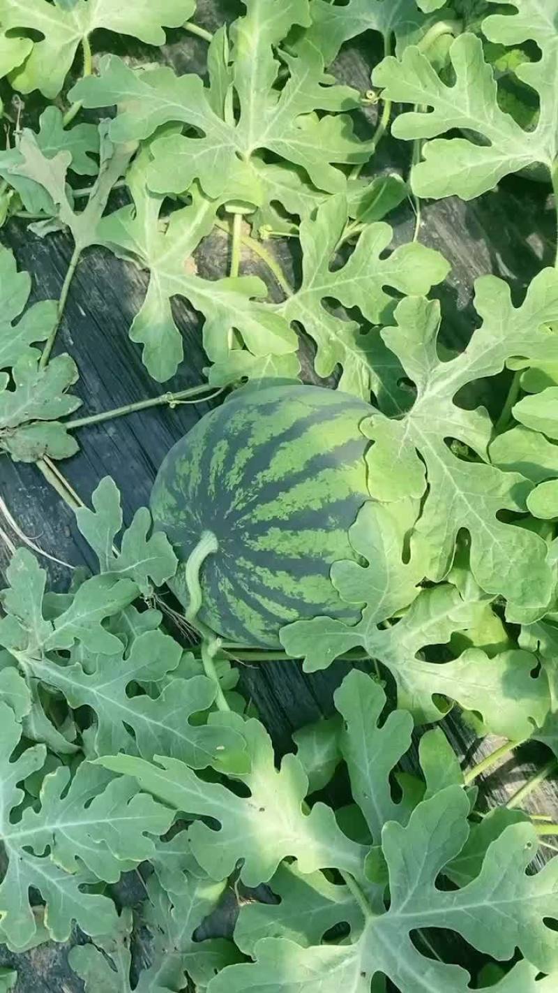 盖县锦王二等货，1.5大量有货，