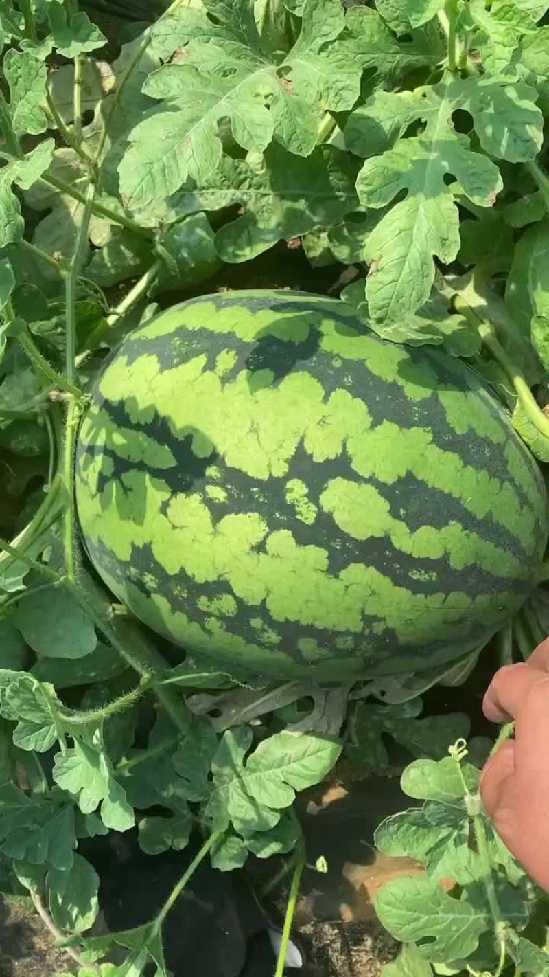 盖县锦王二等货，1.5大量有货，