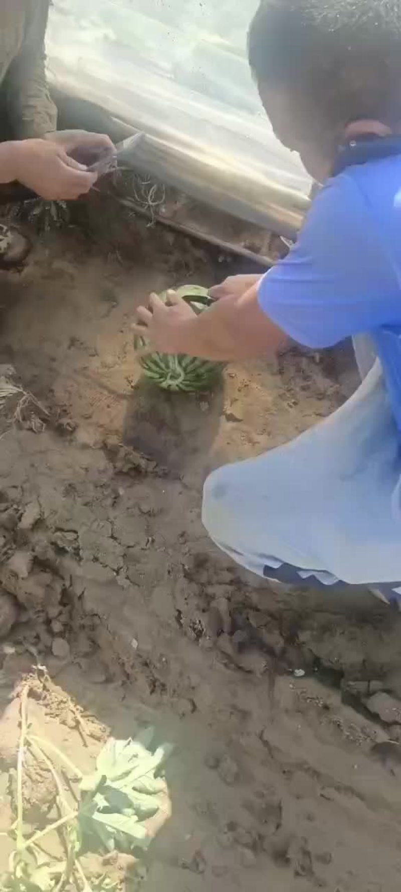盖县锦王二等货，1.5大量有货，
