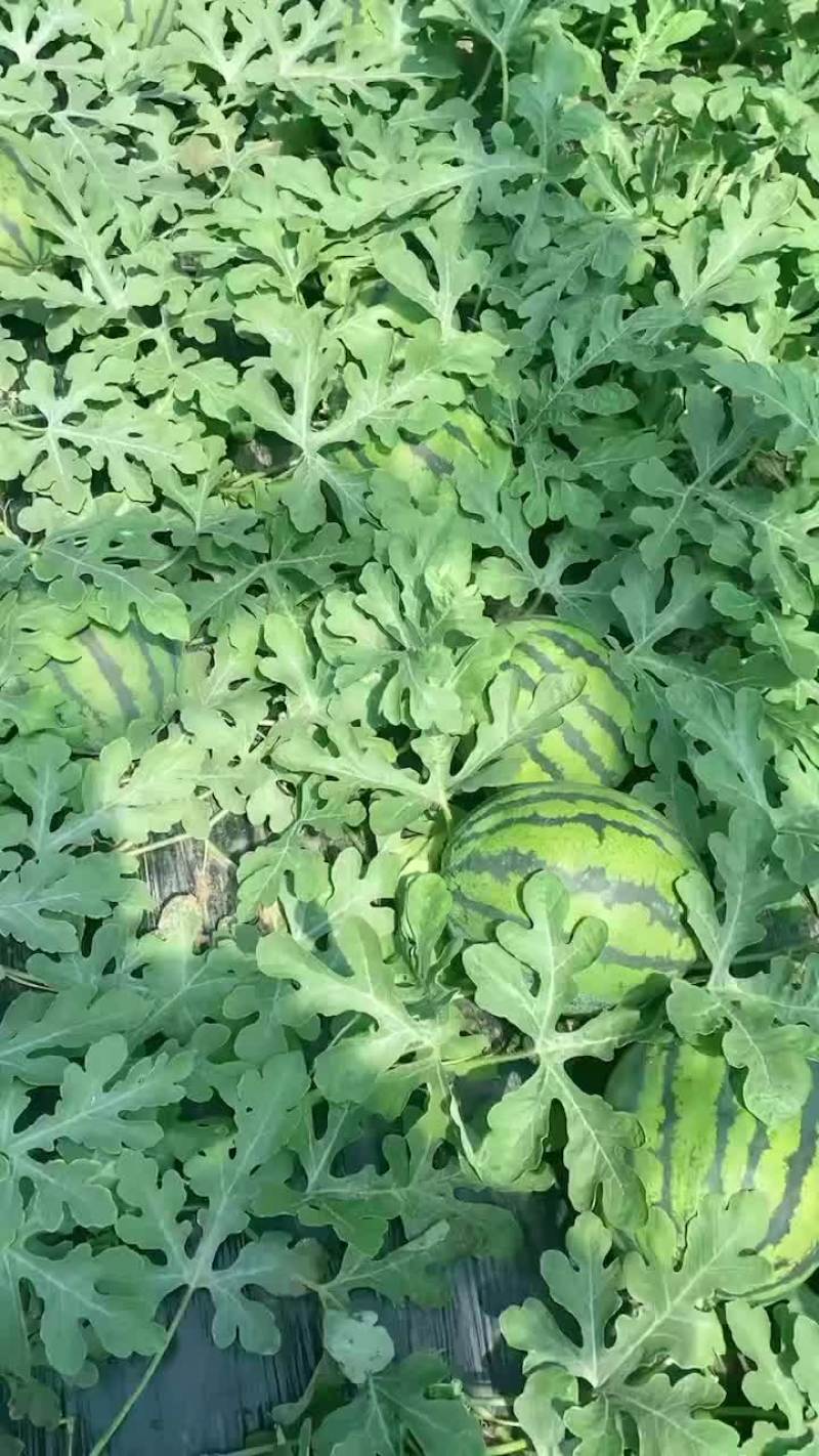 盖县锦王二等货，1.5大量有货，
