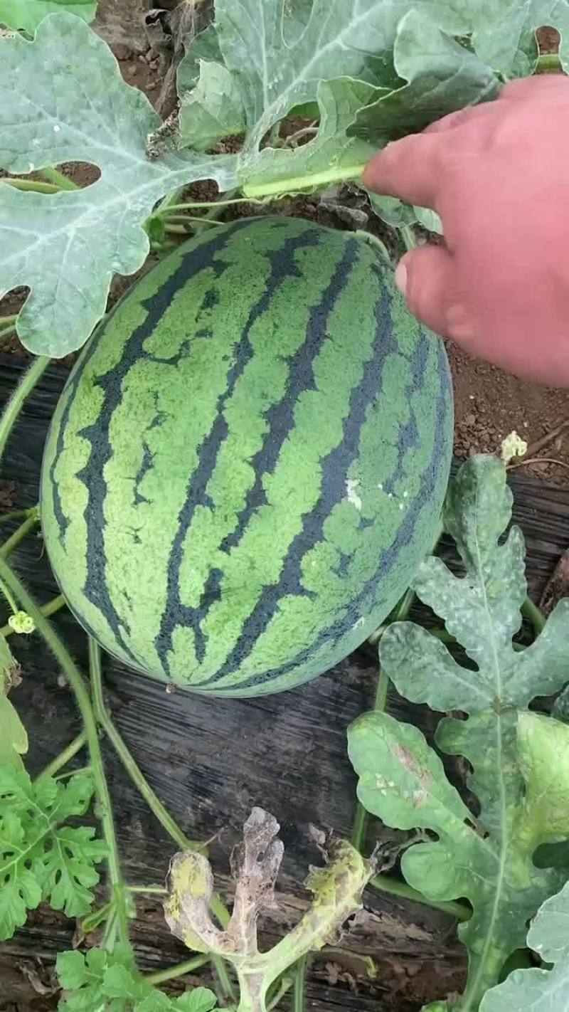 盖县锦王二等货，1.5大量有货，