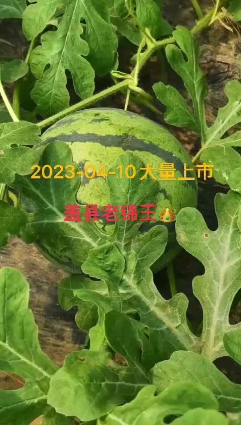 盖县锦王二等货，1.5大量有货，