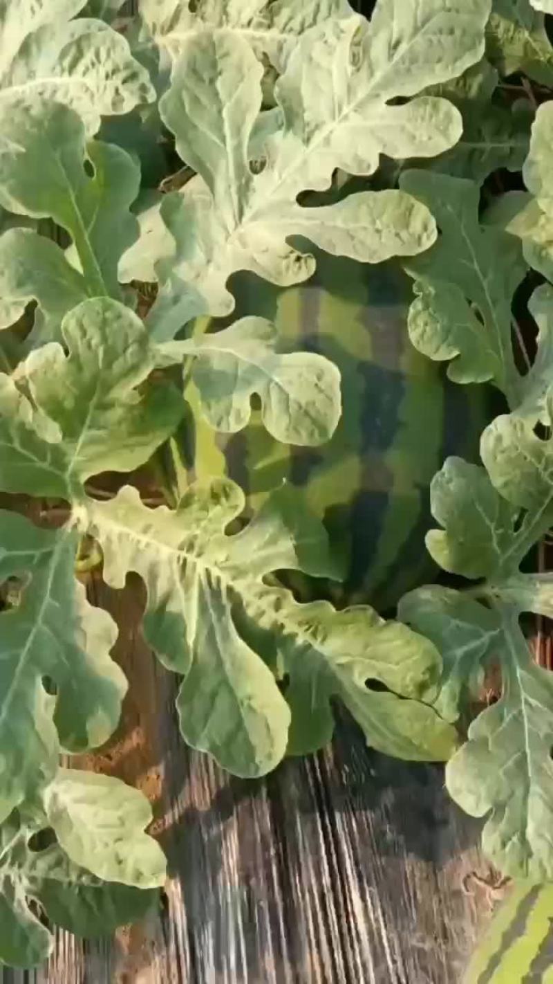 盖县锦王二等货，1.5大量有货，