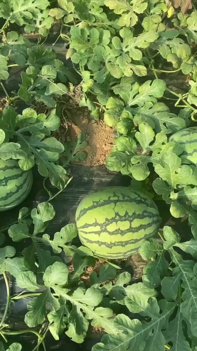 盖县锦王二等货，1.5大量有货，