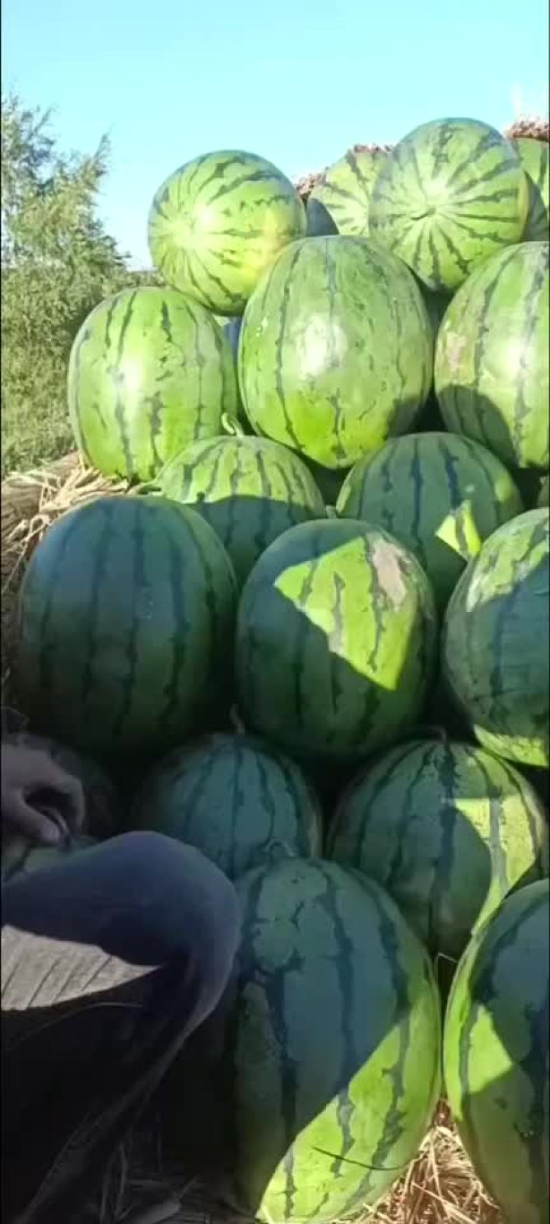 盖县锦王二等货，1.5大量有货，