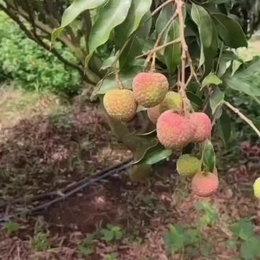 优质荔枝