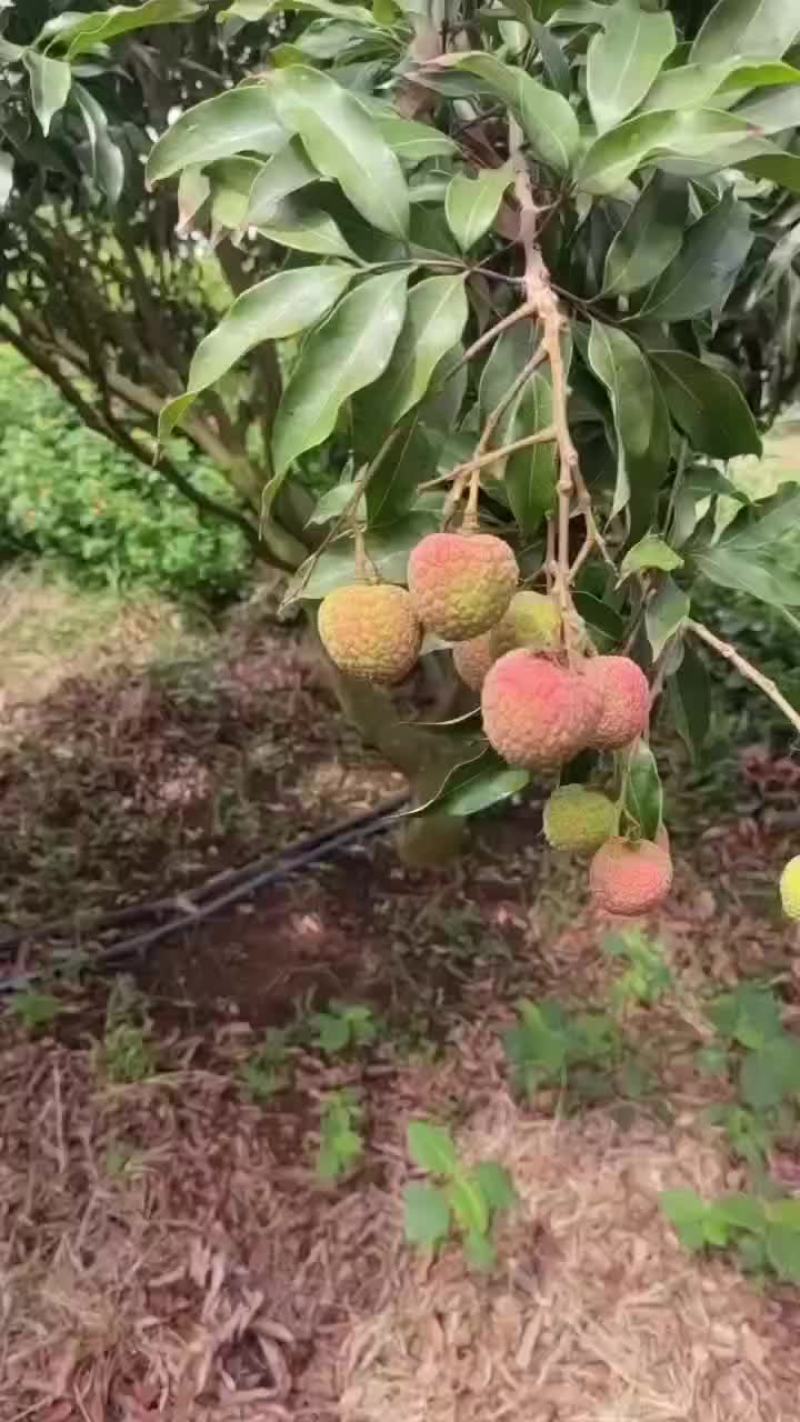 优质荔枝