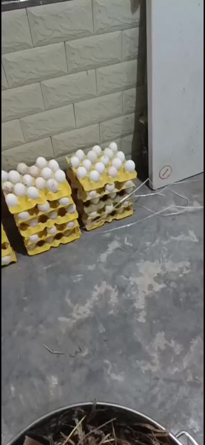 四川乡户鹅蛋