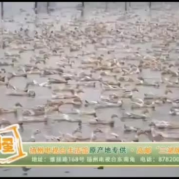 正宗高邮真空咸鸭蛋，双黄蛋。