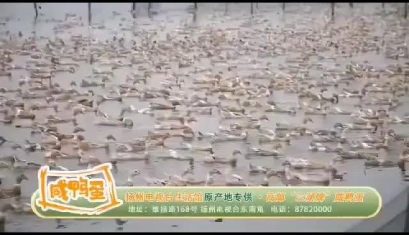 正宗高邮真空咸鸭蛋，双黄蛋。