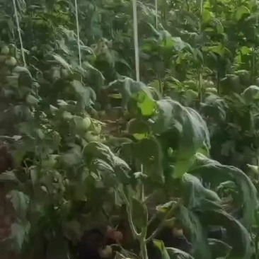 西红柿普罗旺斯。白不老