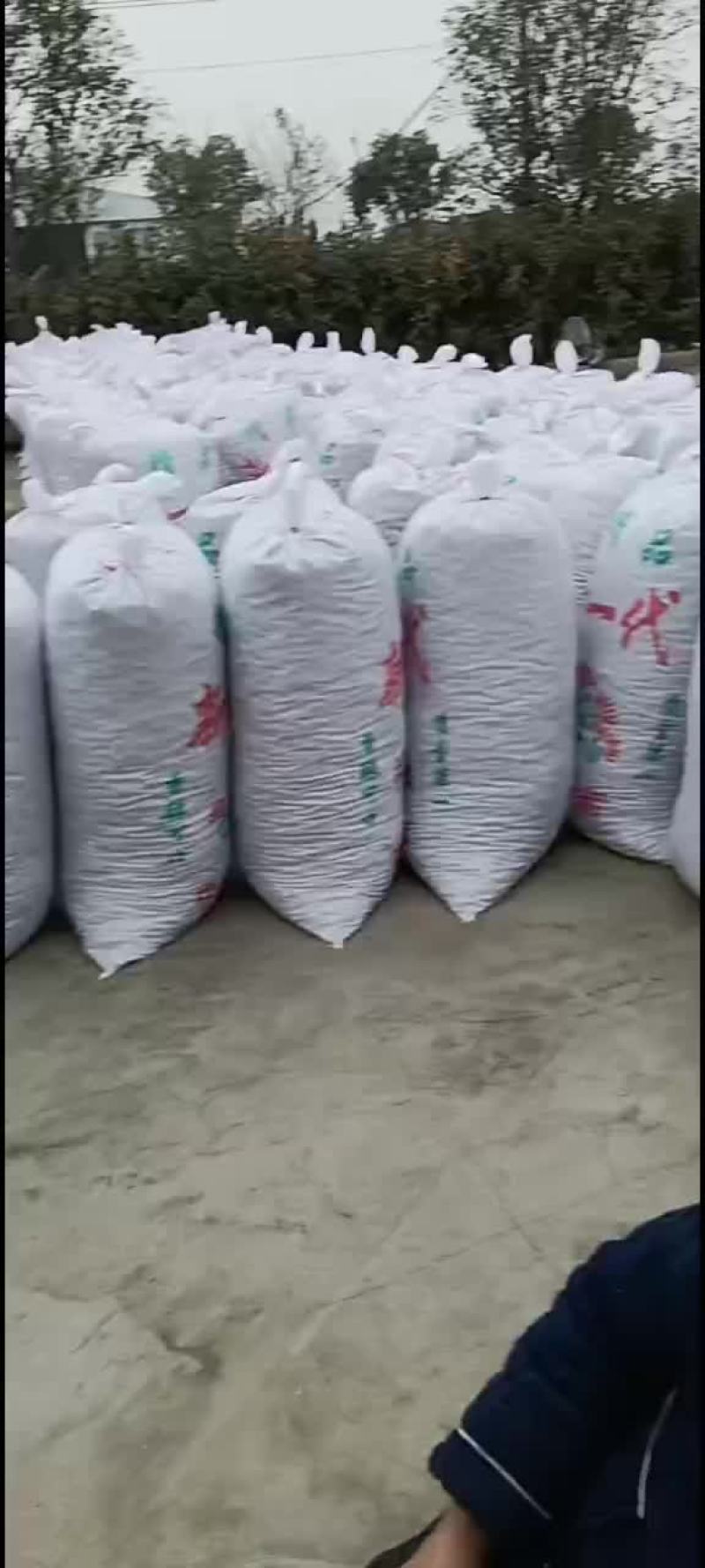三樱椒，