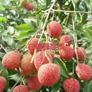 热带水果白糖罂