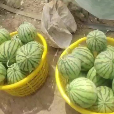 美都西瓜上市