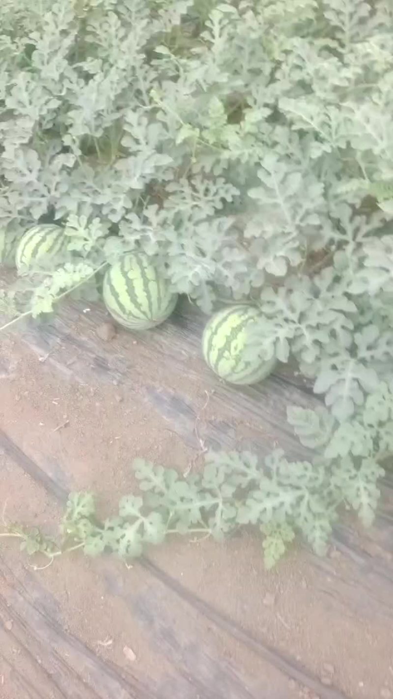 美都西瓜上市