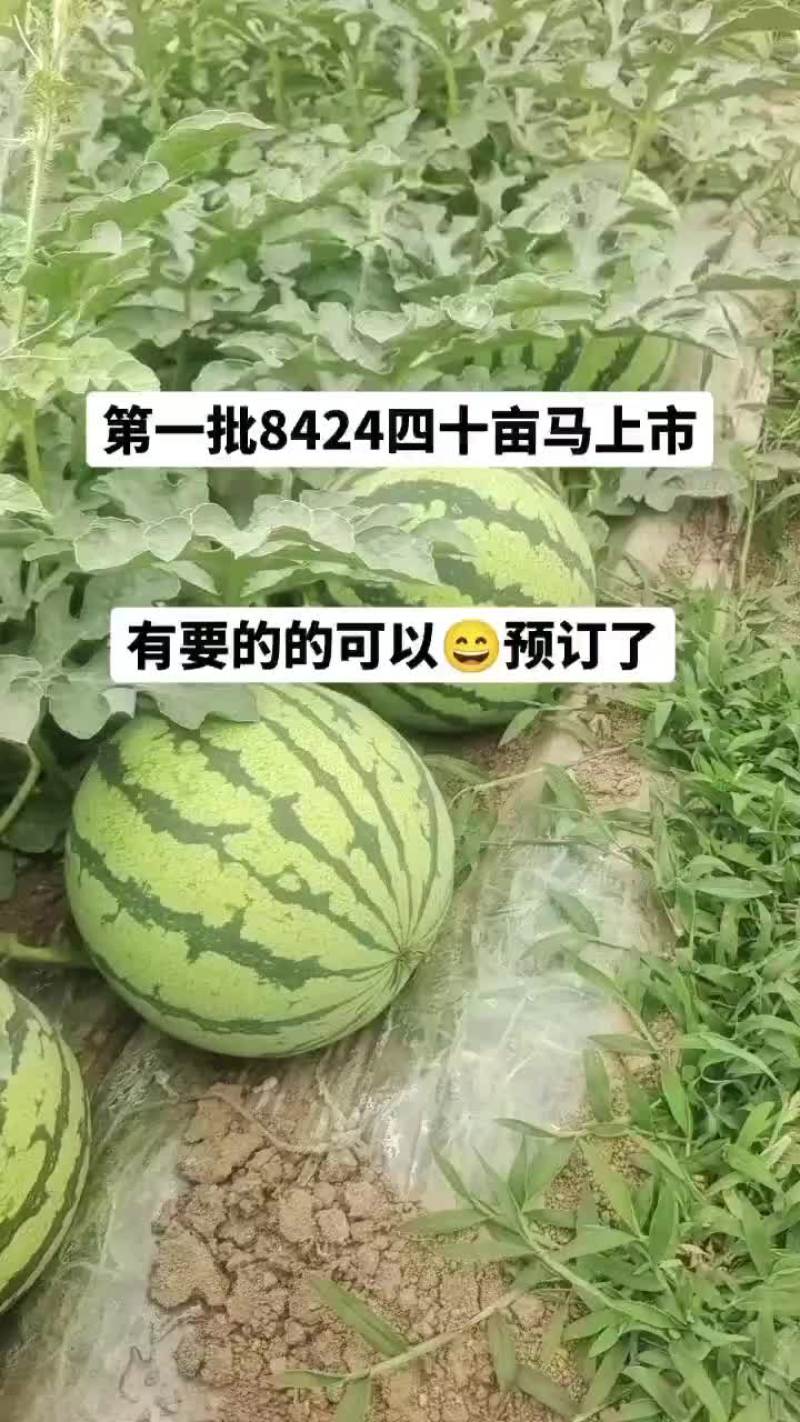 美都西瓜上市