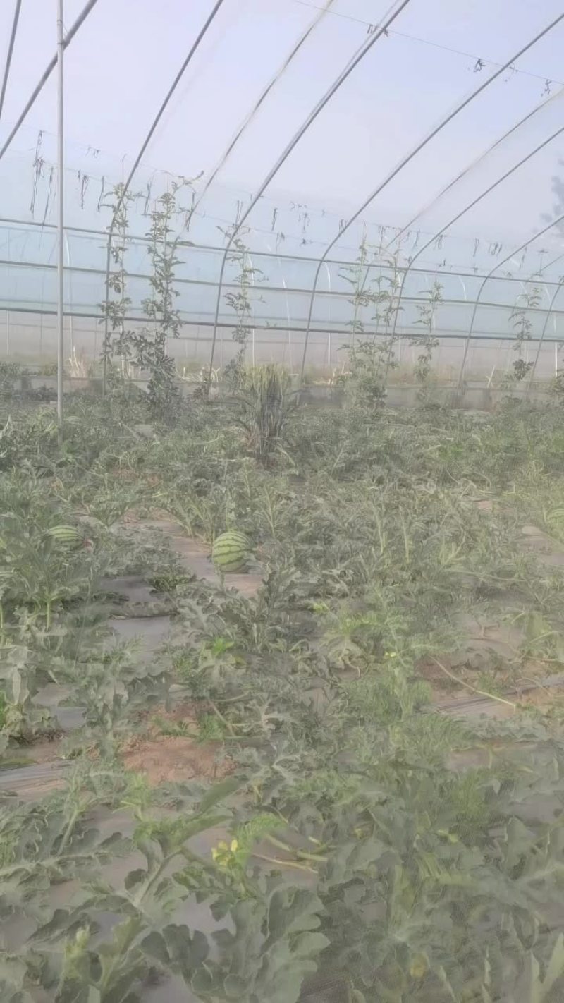 美都西瓜