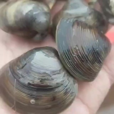 河蚬子