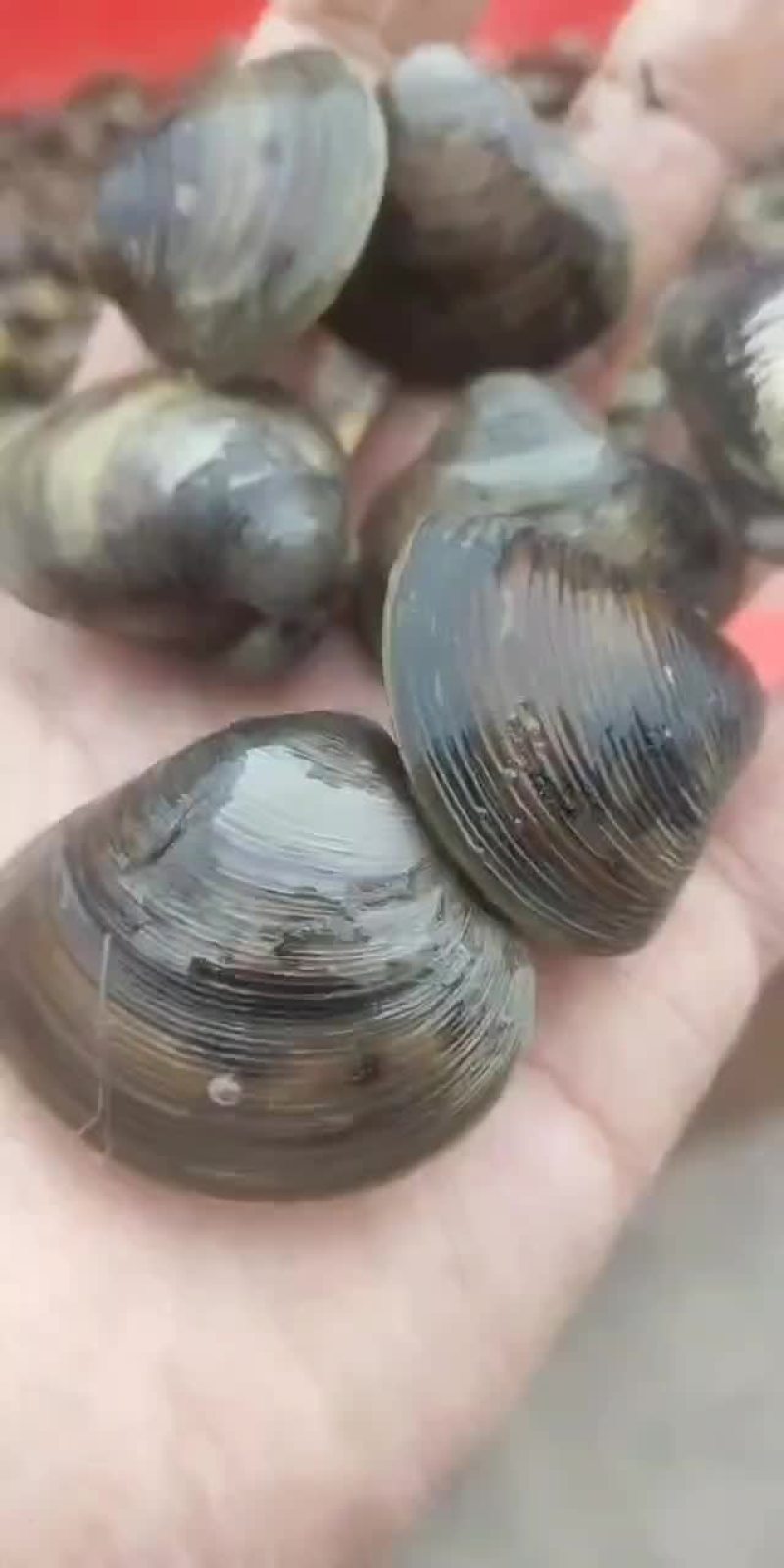 河蚬子