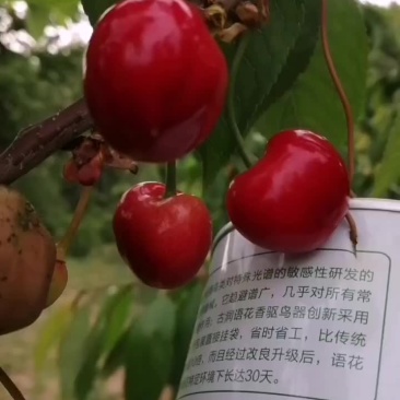 灵宝露地大樱桃先锋大量有货