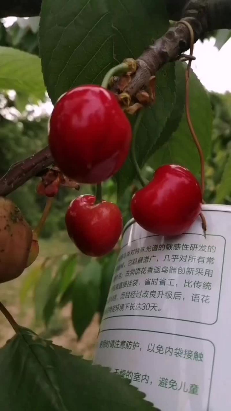 灵宝露地大樱桃先锋大量有货