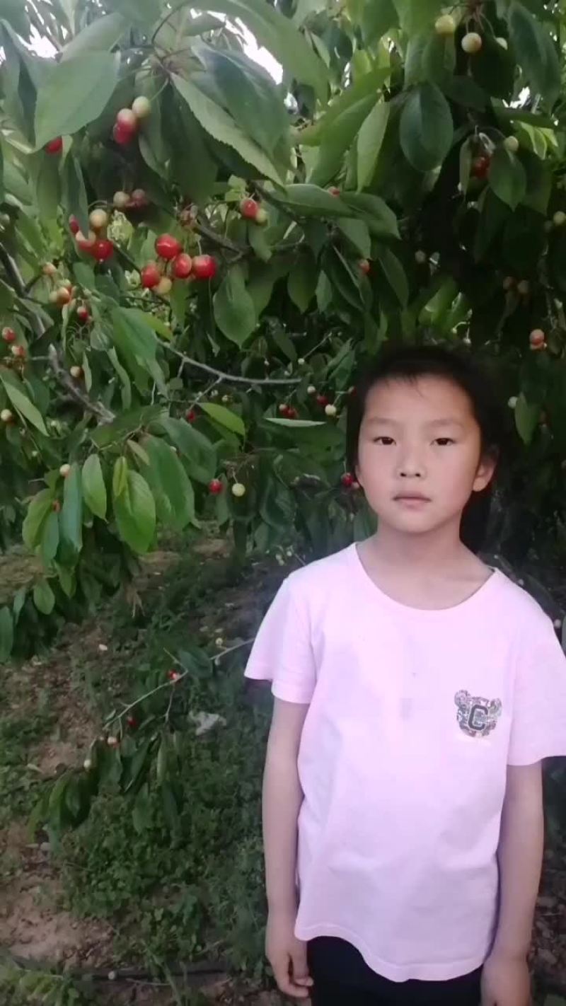 灵宝露地大樱桃先锋大量有货