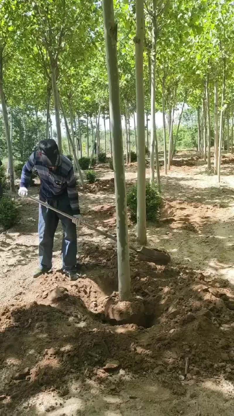 精品法桐
