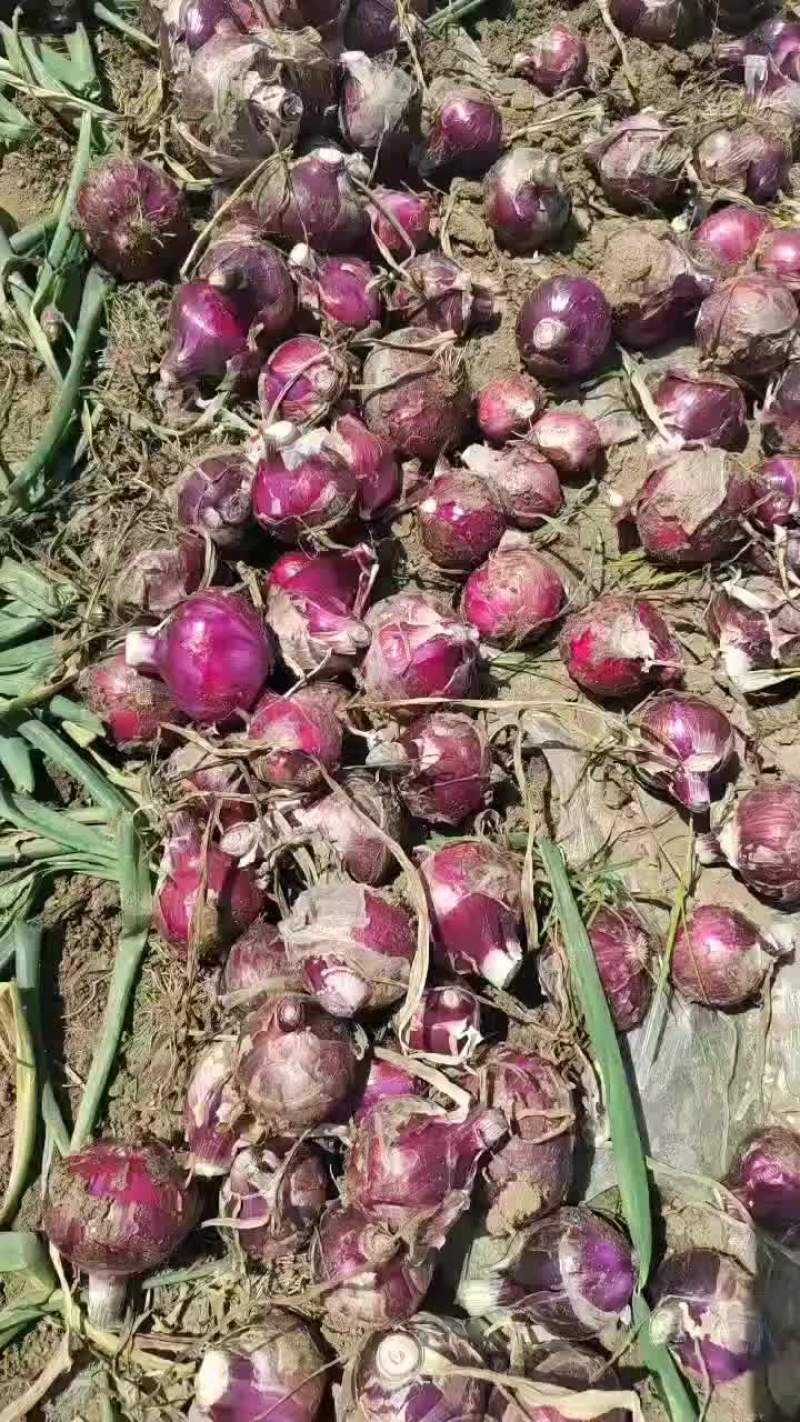 河南新野