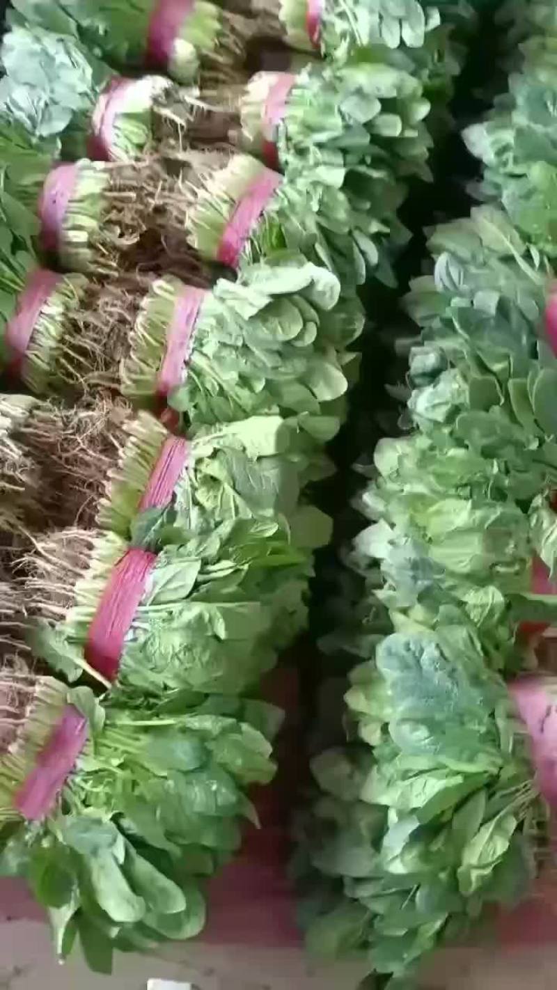 精品蔬菜