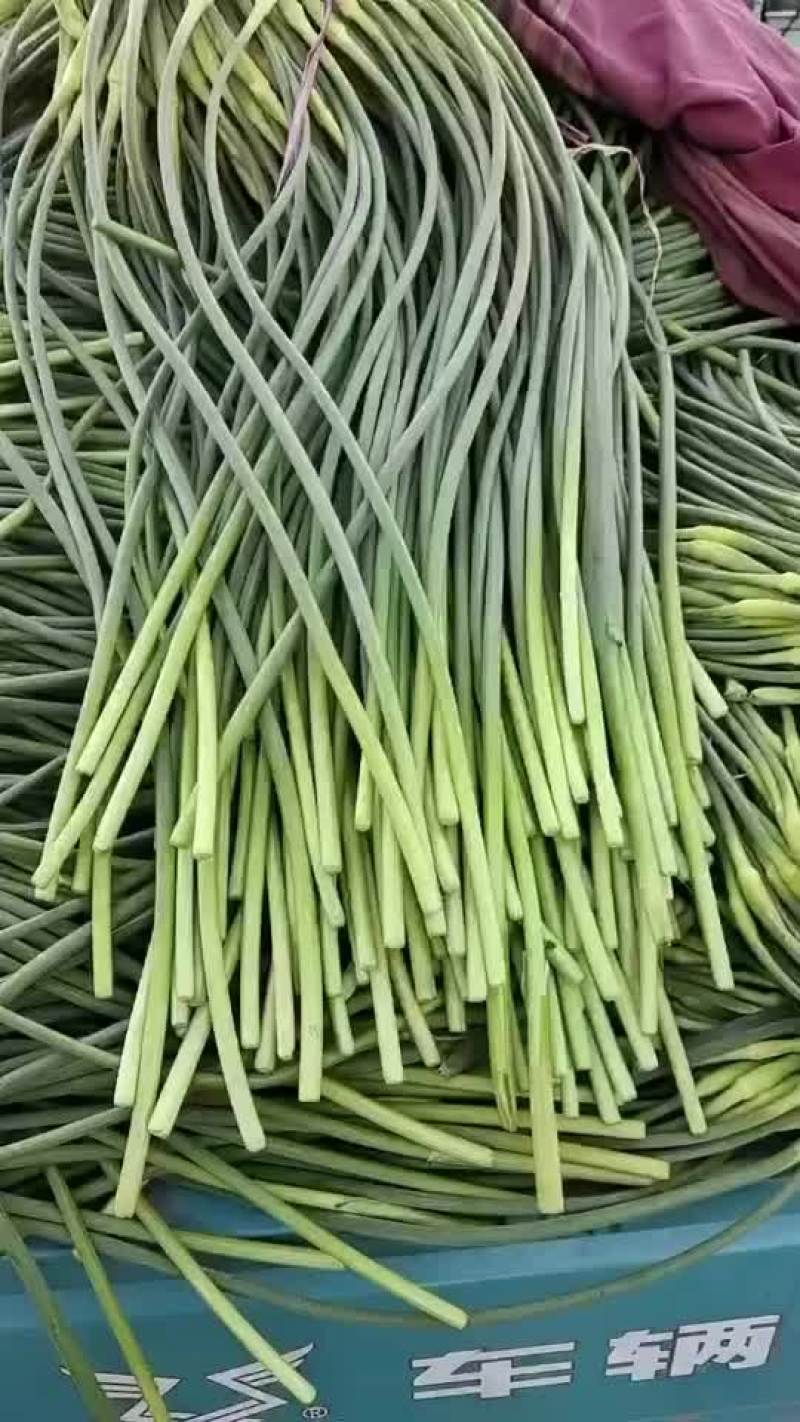 精品蔬菜