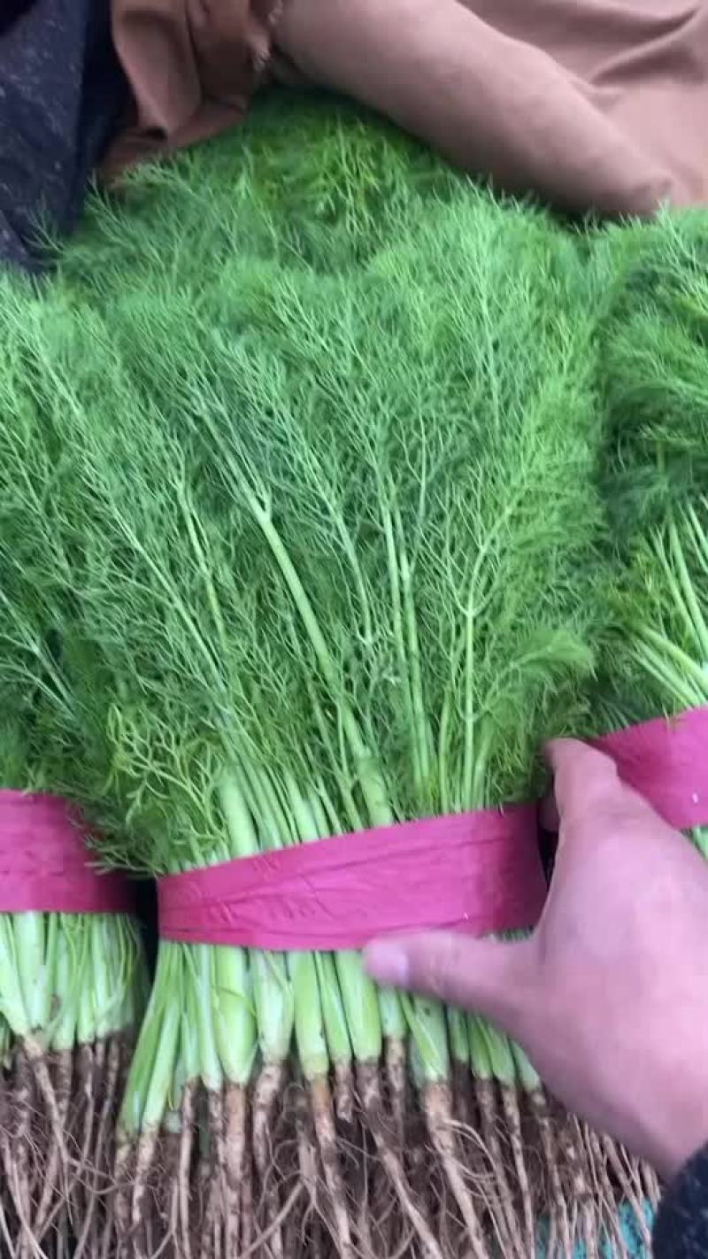 精品蔬菜