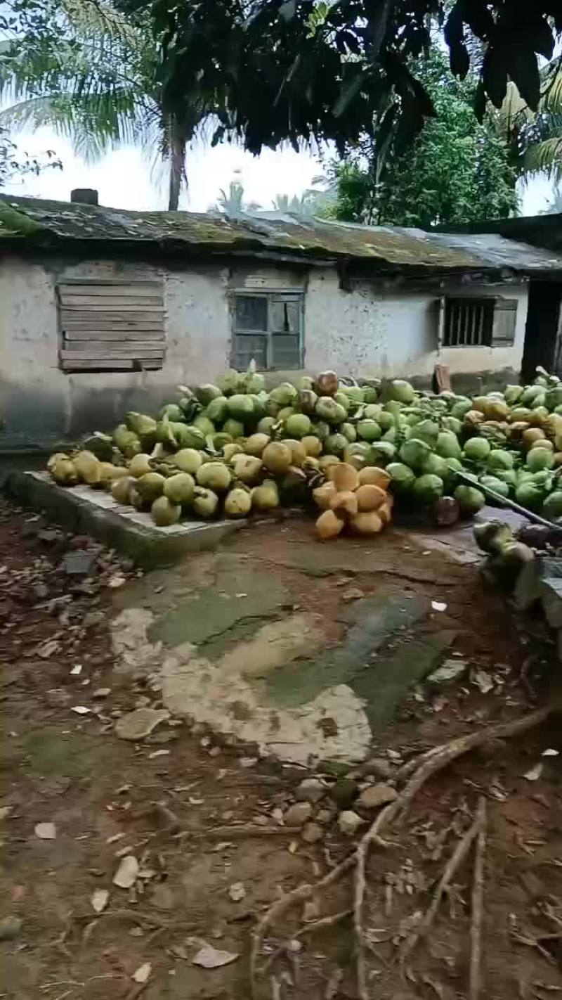海南椰子