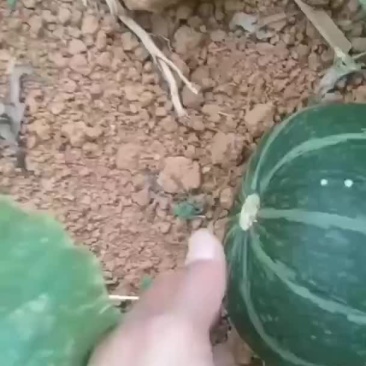 板栗南瓜
