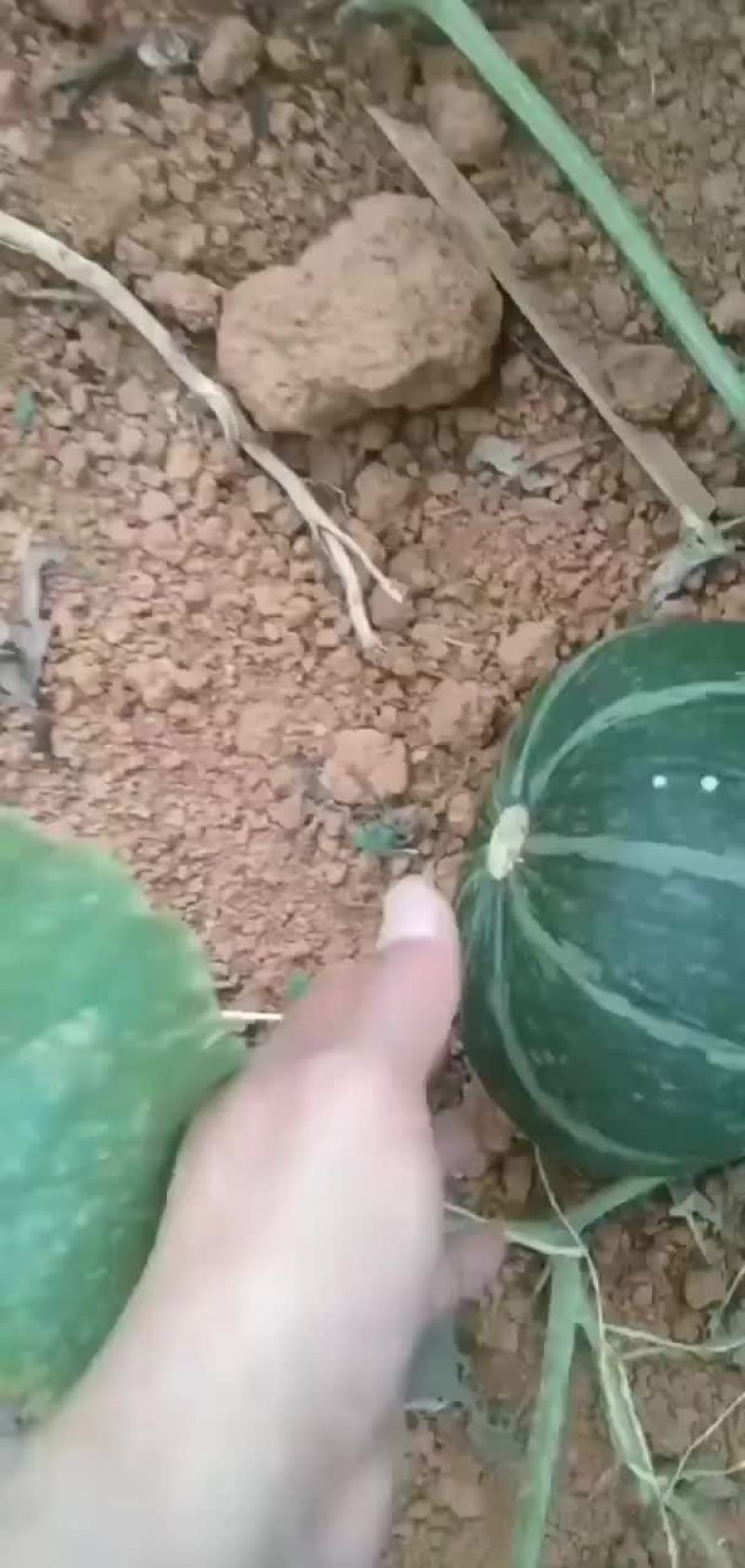 板栗南瓜