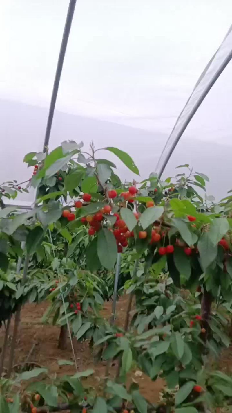 早红宝石樱桃