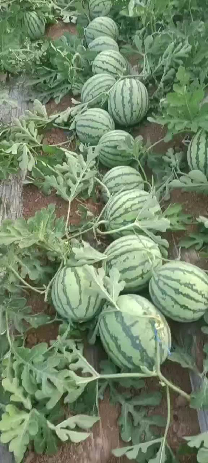 美都西瓜上市