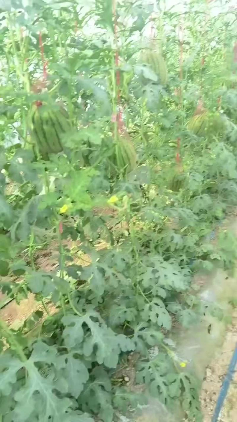 西瓜