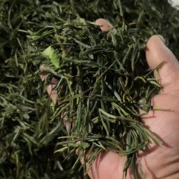 大别山高山毛峰茶绿茶云雾高山茶叶自产自销茶叶金寨茶叶