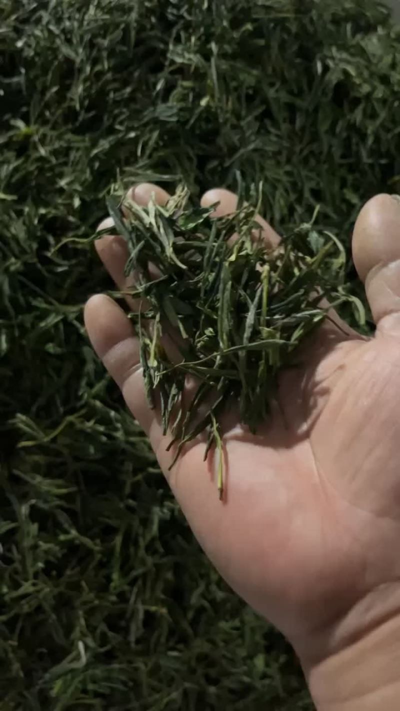 大别山高山毛峰茶绿茶云雾高山茶叶自产自销茶叶金寨茶叶