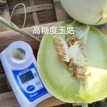 玉姑大量上市中